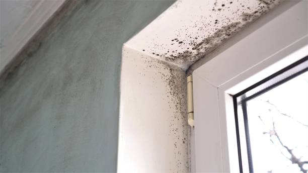 Best Industrial Mold Remediation in Fyffe, AL