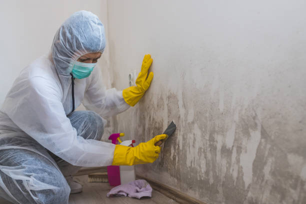 Fyffe, AL Mold Remediation Company