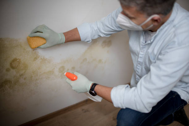 Best Emergency Mold Remediation in Fyffe, AL