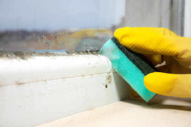 Best Residential Mold Remediation in Fyffe, AL