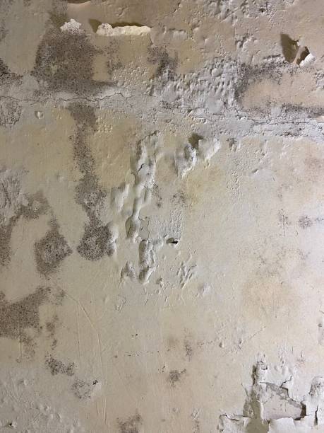 Best DIY Mold Remediation Support Services in Fyffe, AL
