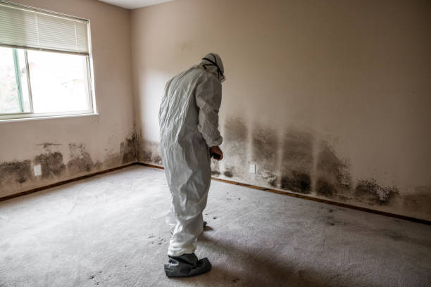 Best Residential Mold Remediation in Fyffe, AL