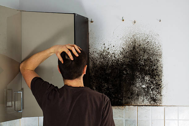 Best Basement Mold Remediation in Fyffe, AL