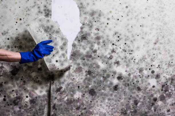 Best Emergency Mold Remediation in Fyffe, AL